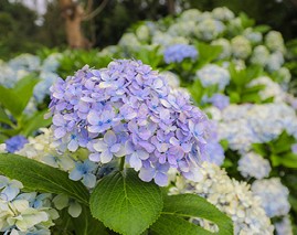 수국축제