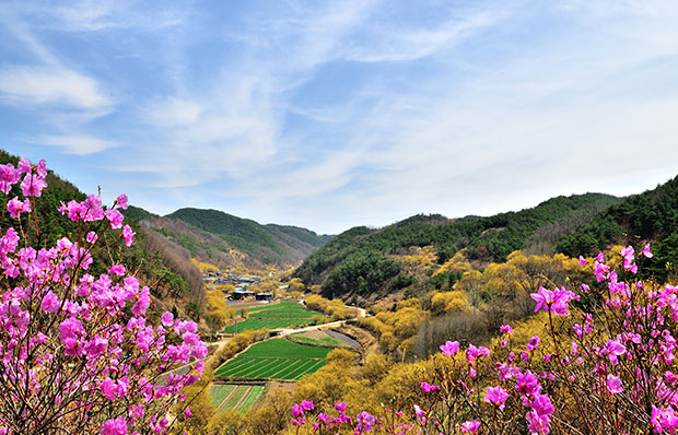 2024-의성-산수유축제