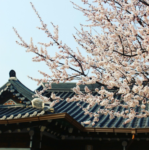 벚꽃 개화 시기