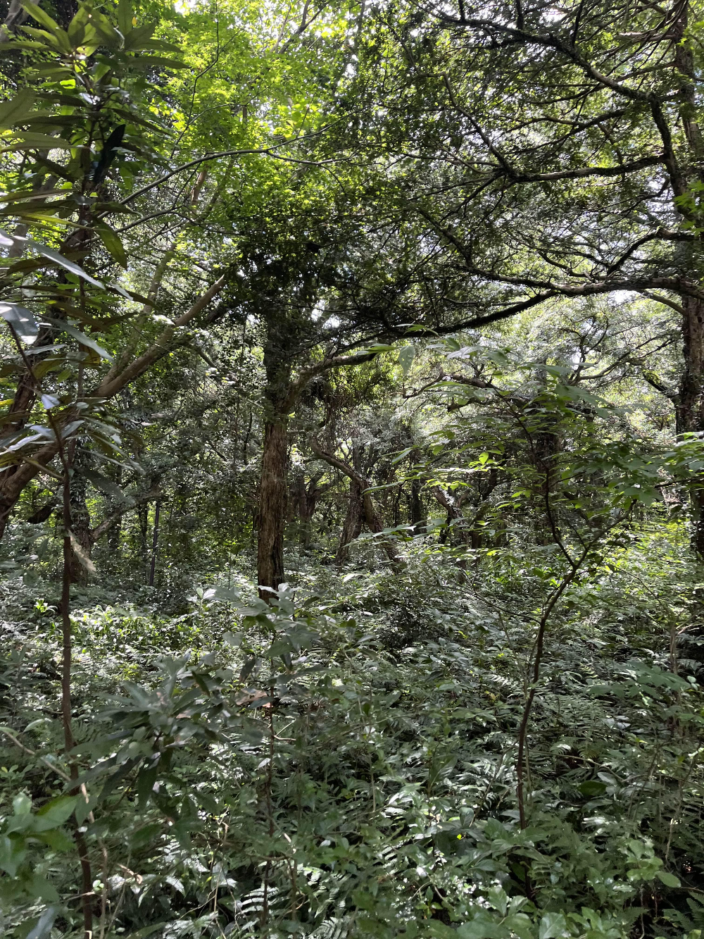 천년의 숲 비자림