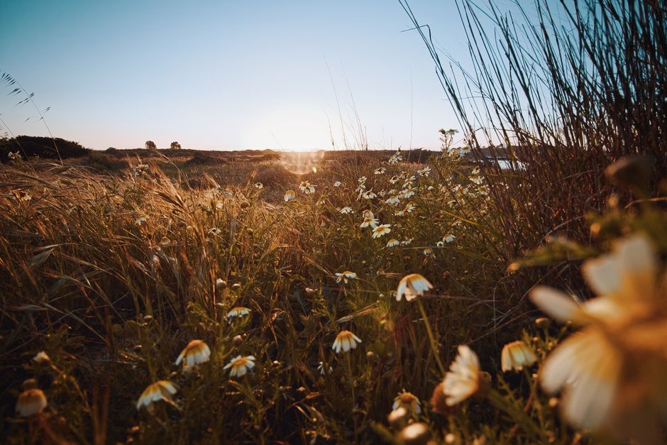 Golden hour view of a daisy-filled field, capturing the serene beauty of nature at sunrise.