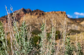 2025년 국민연금 요율 물가상승률