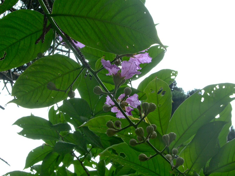 바나바잎 효능&amp;#44; 부작용&amp;#44; 먹는 법 알아보기