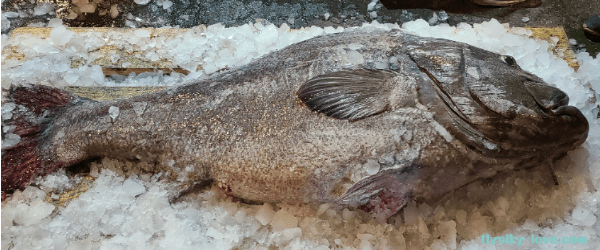 오메가 3 지방산이 풍부한 돗돔