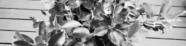 만데빌라 꽃말: 브라질 자스민