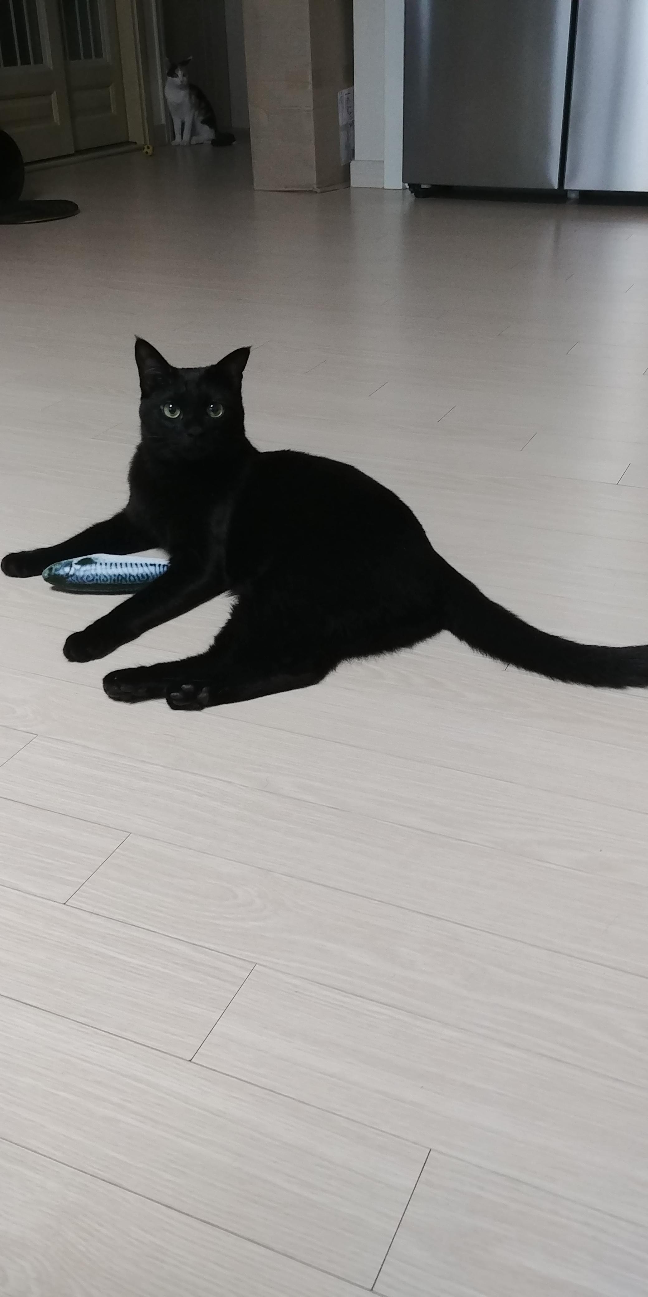 우리집 아홉냥이의 고양이 종류