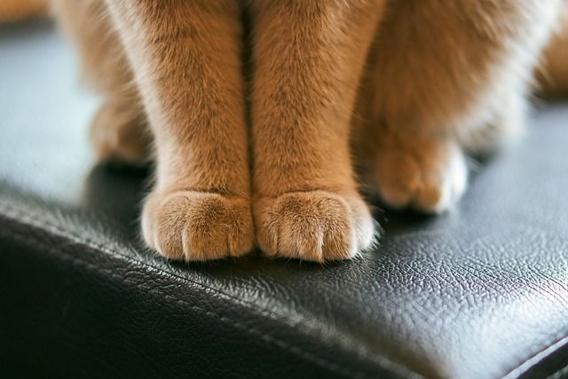 고양이 발톱