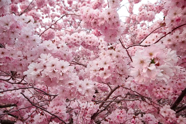 63회 진해군항제