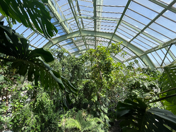 Tropical Rainforest