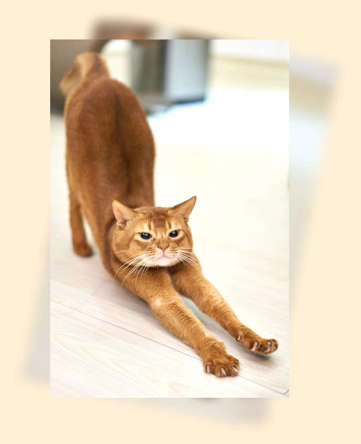 고양이 털 관리_1_subsection