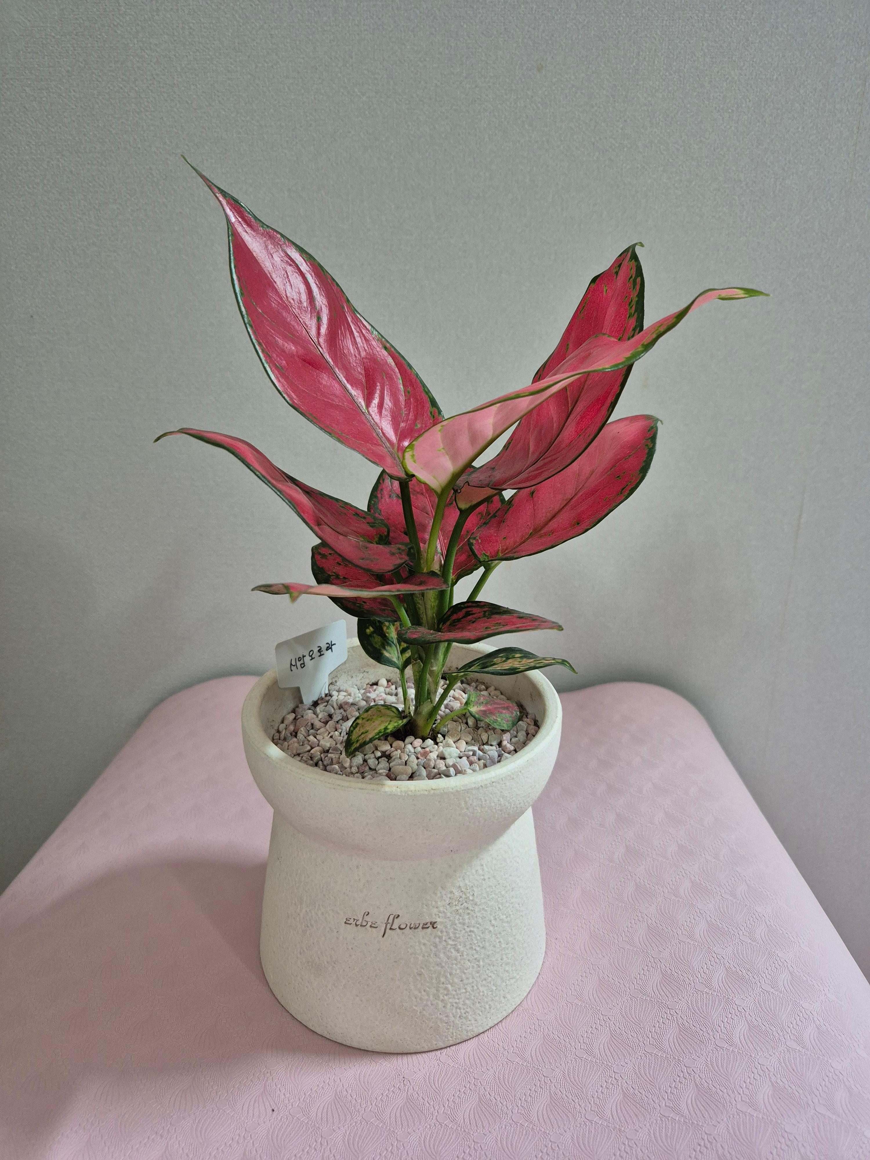 당진 포마이그린 꽃집&amp;#44; 화분&amp;#44; 꽃&amp;#44; 테라리움&amp;#44; 스칸디어모스 - 솔뫼성지 로컬푸드 입점&amp;#44; 테라리움수업&amp;#44; 꽃수업