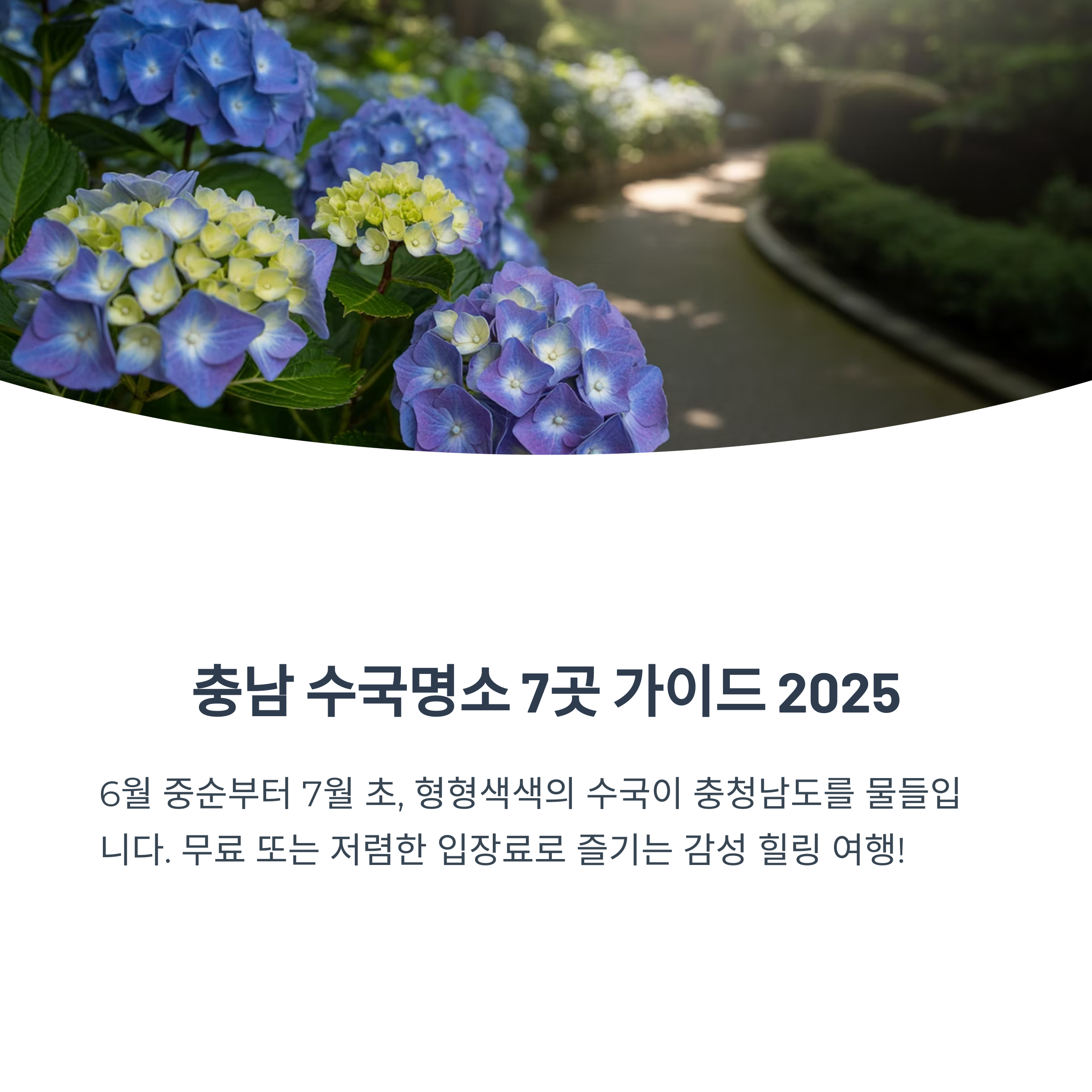 충남 수국명소 7곳 가이드 2025