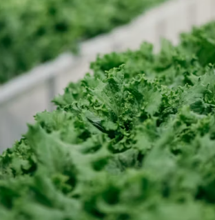 치커리 효능 부작용 뿌리 가루 고르는법 칼로리