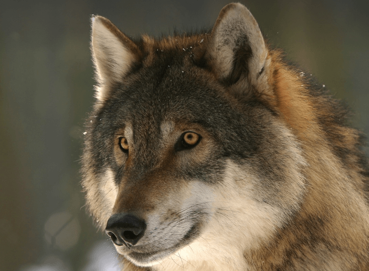 늑대 태몽 꿈 해몽