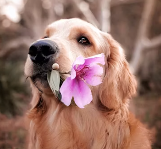 강아지대통령 창업에 대하여 알아보기