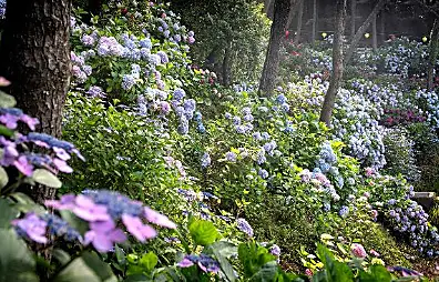 수국 볼거리는 얼마나 화려할까?