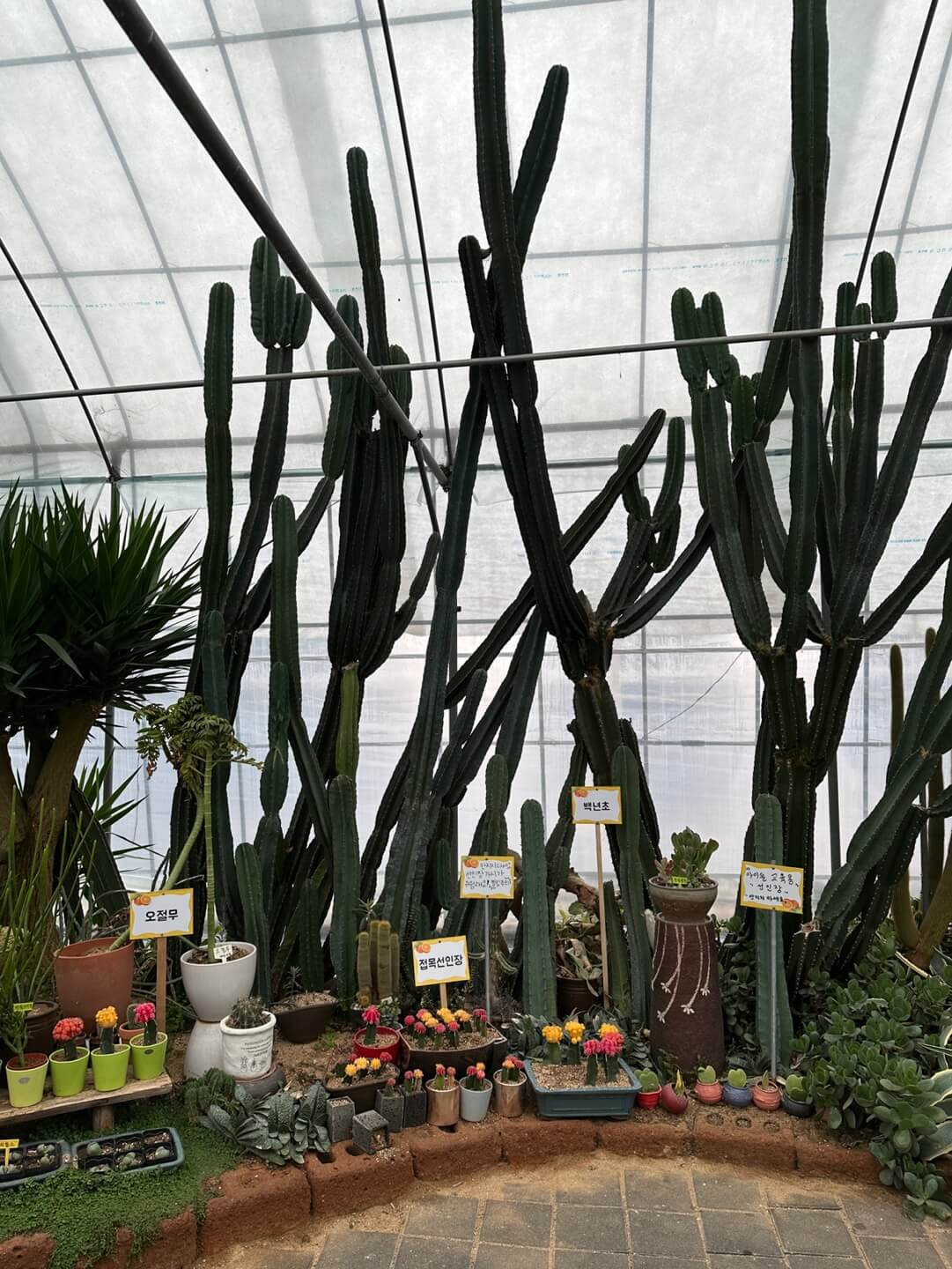 승림식물원 선인장
