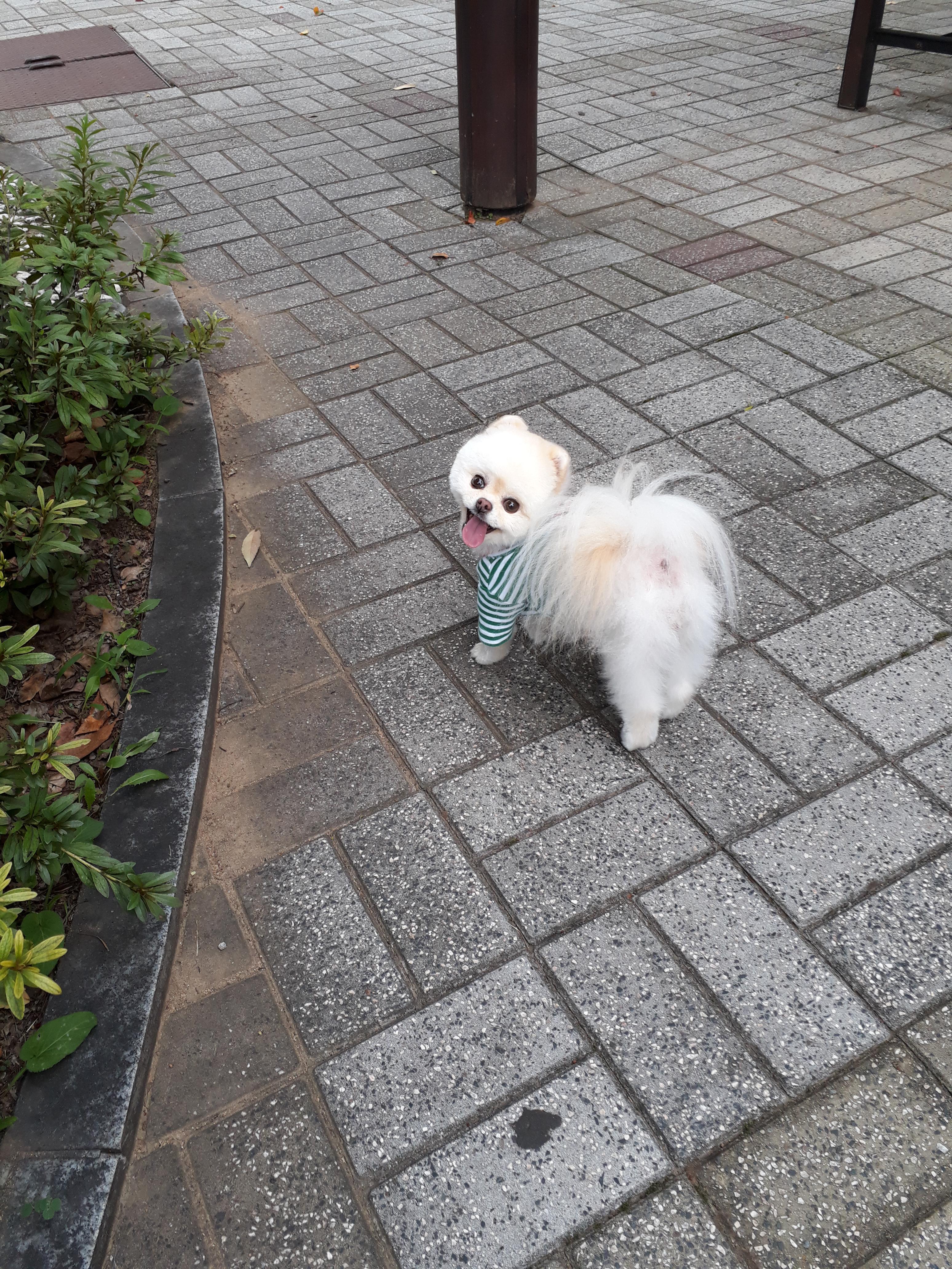 강아지가 싫어하는 행동 : 싫어하는 행동 23가지