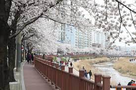 도봉벚꽃축제 기본일정과 프로그램 그리고 초대가수 소개(부활 김희재 노브레인 출연)