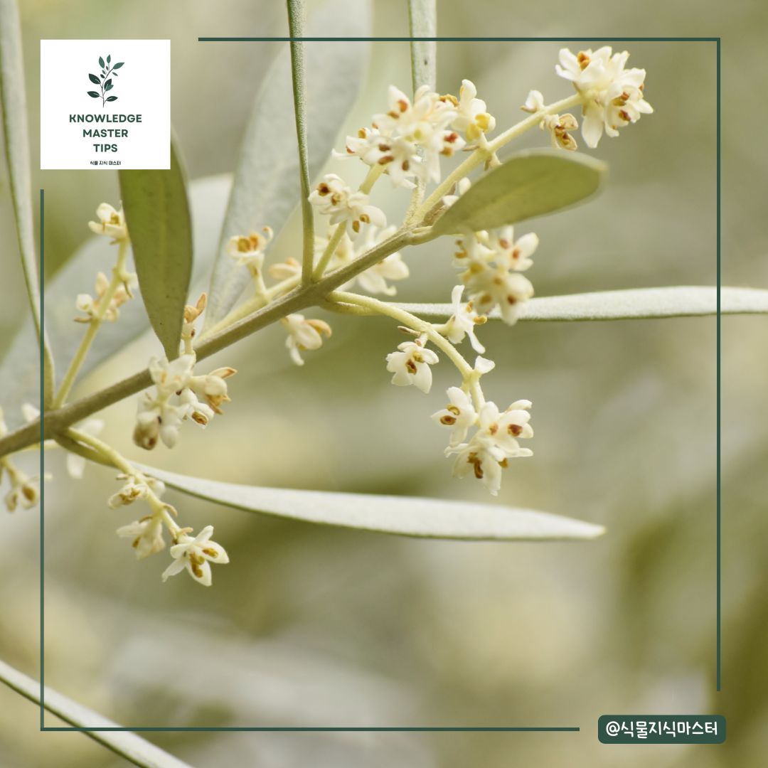 꽃이 필 때 적절한 환경 제공