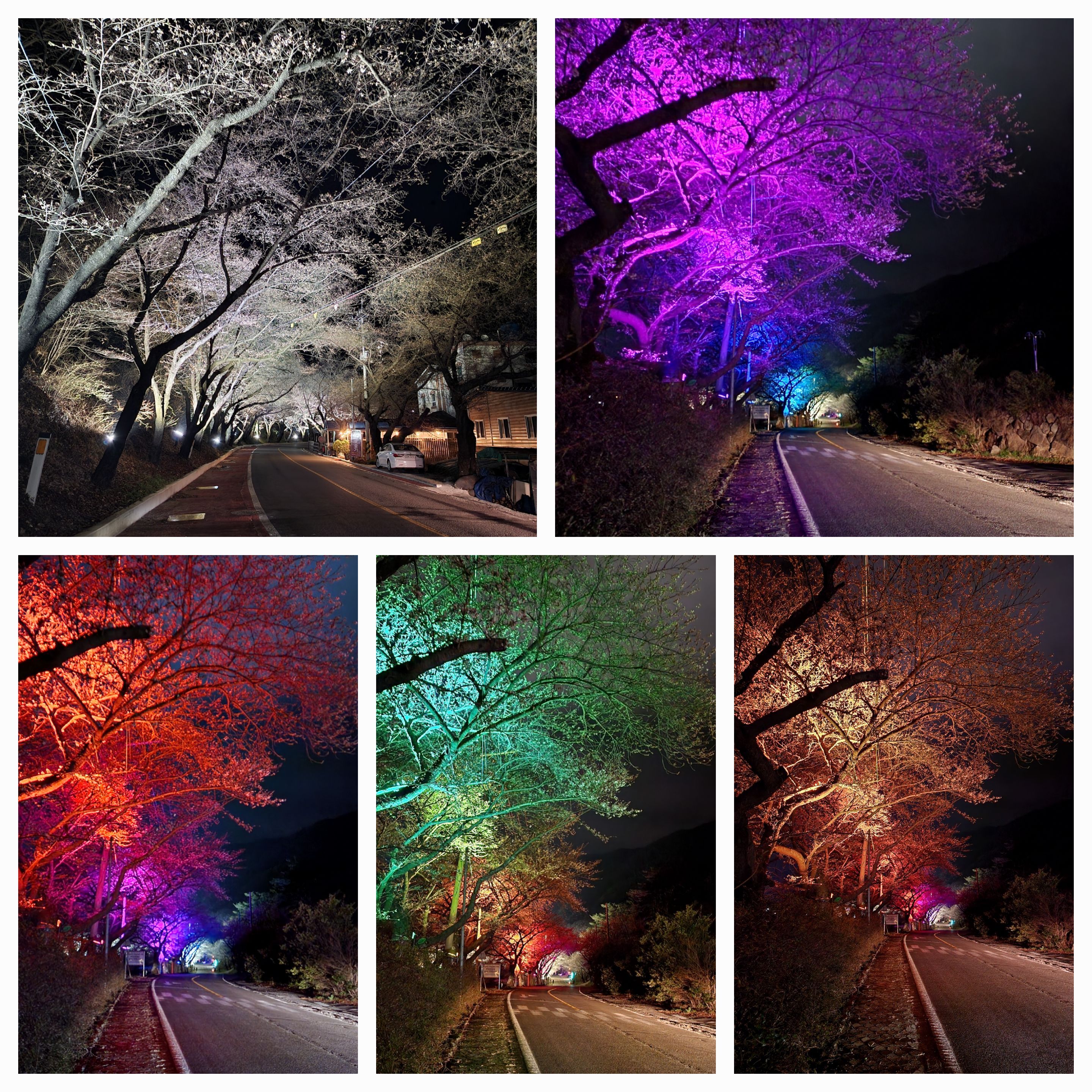 빨간,파란,노란 조명등때문에 색이변하는 벚나무