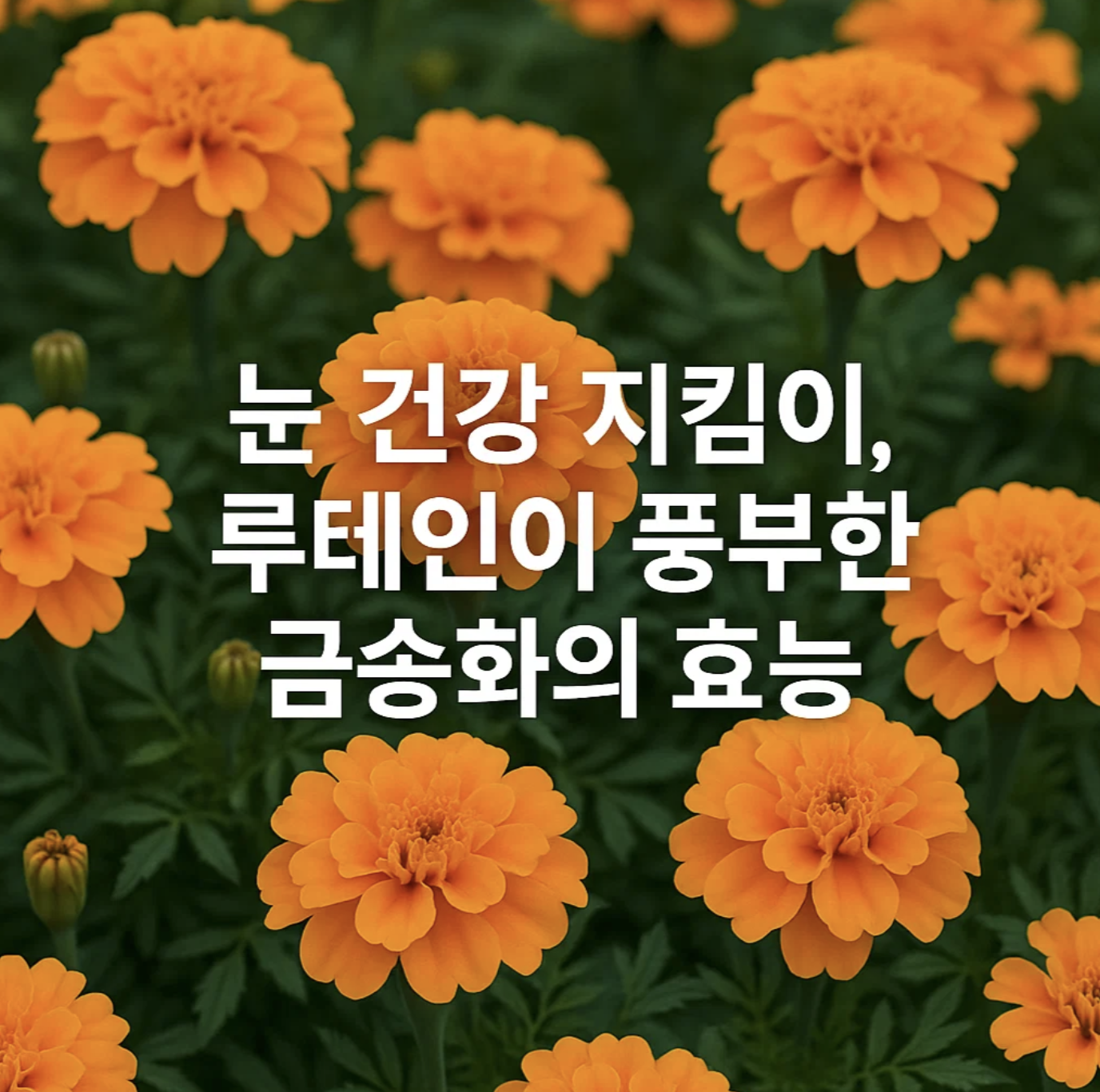 눈 건강 지킴이, 루테인이 풍부한 금송화의 효능