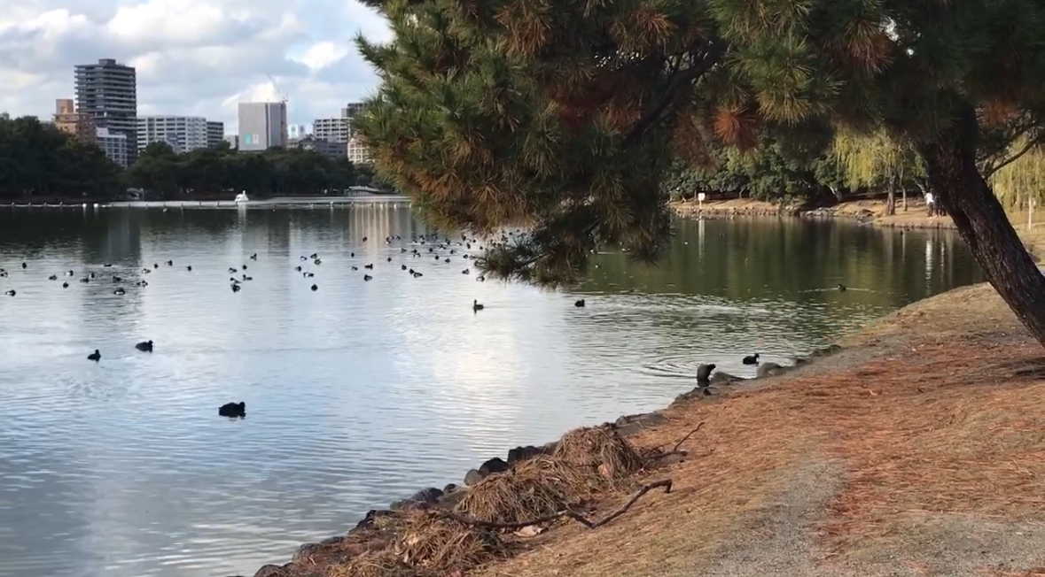 후쿠오카에 있는 오호리공원