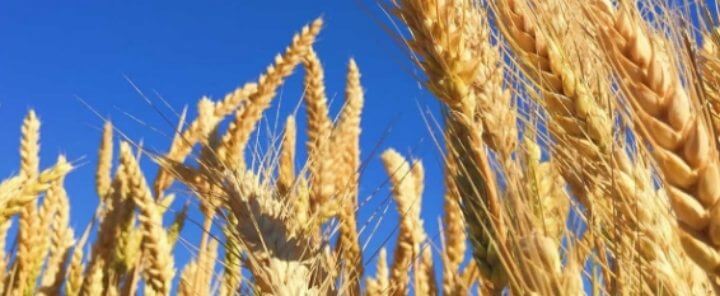 카무트 먹는 방법