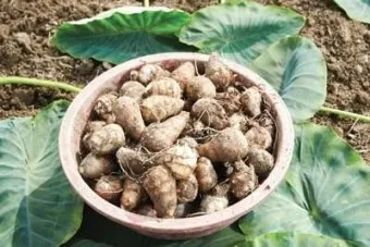 토란 재배 종자구 선택 고랑 관리 습도 조절_6