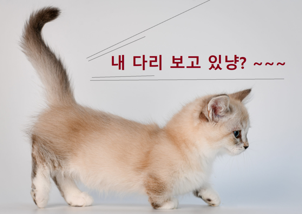 먼치킨 고양이 사진 - 1