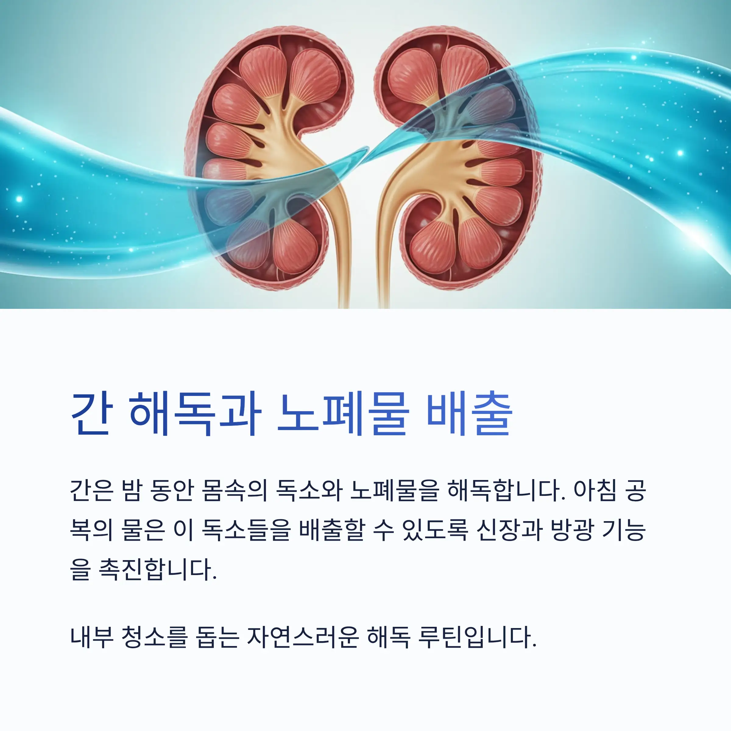 간 해독과 노폐물 배출