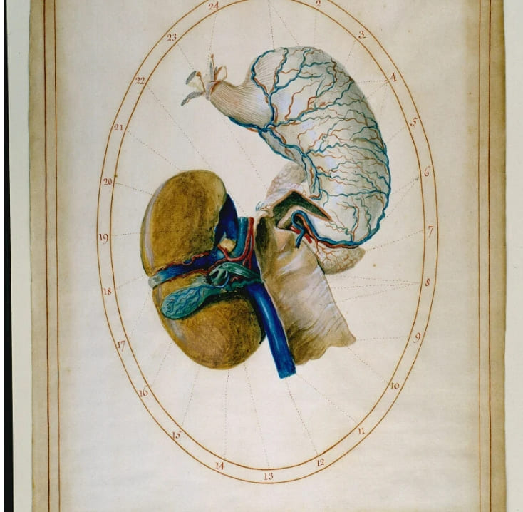 프라다, 밀랍 모델을 해부하다 Fondazione prada and david cronenberg dissect female wax models for anatomy exhibition