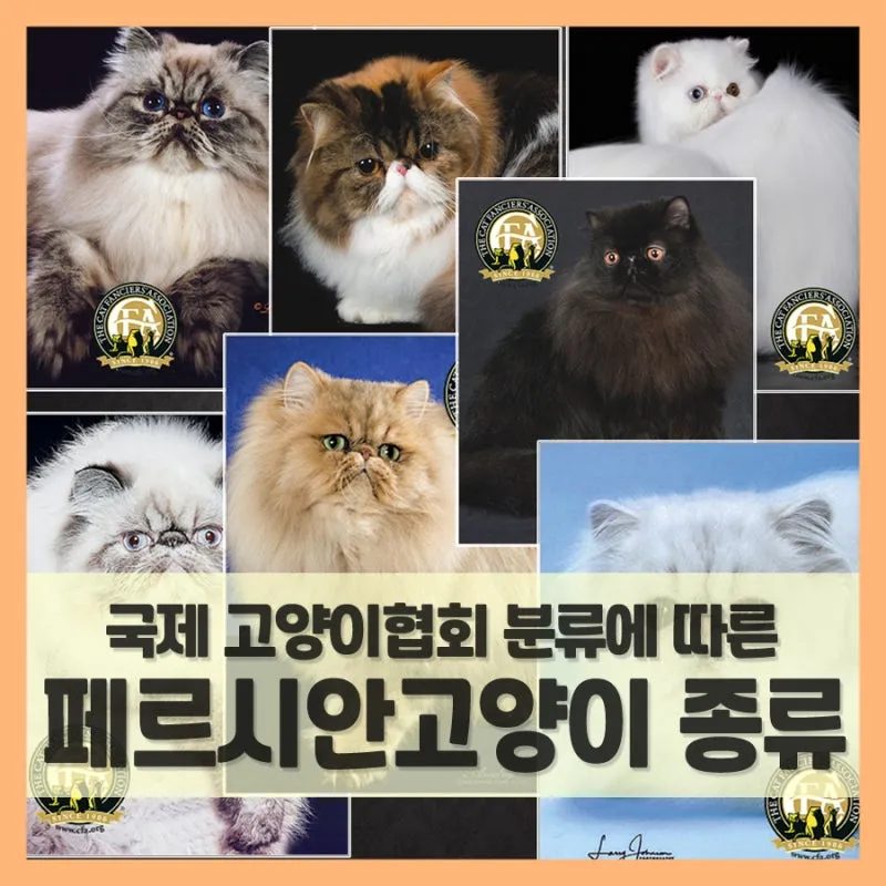 고양이 수명 평균 품종별 집고양이_6