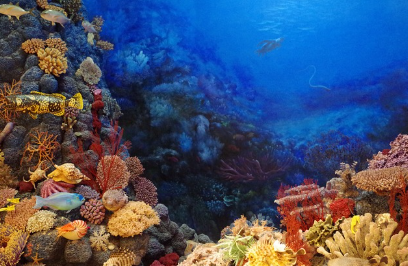 바다의 색깔을 바꾸는 산성화의 원인 영향 해결을 위한 노력