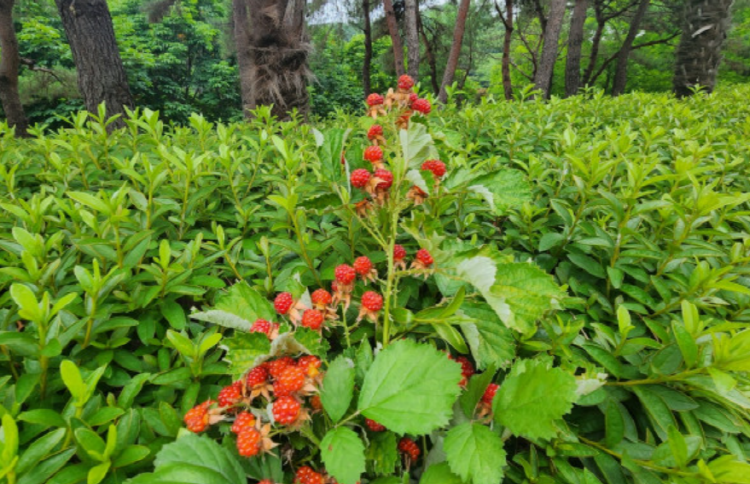진해 드림파크