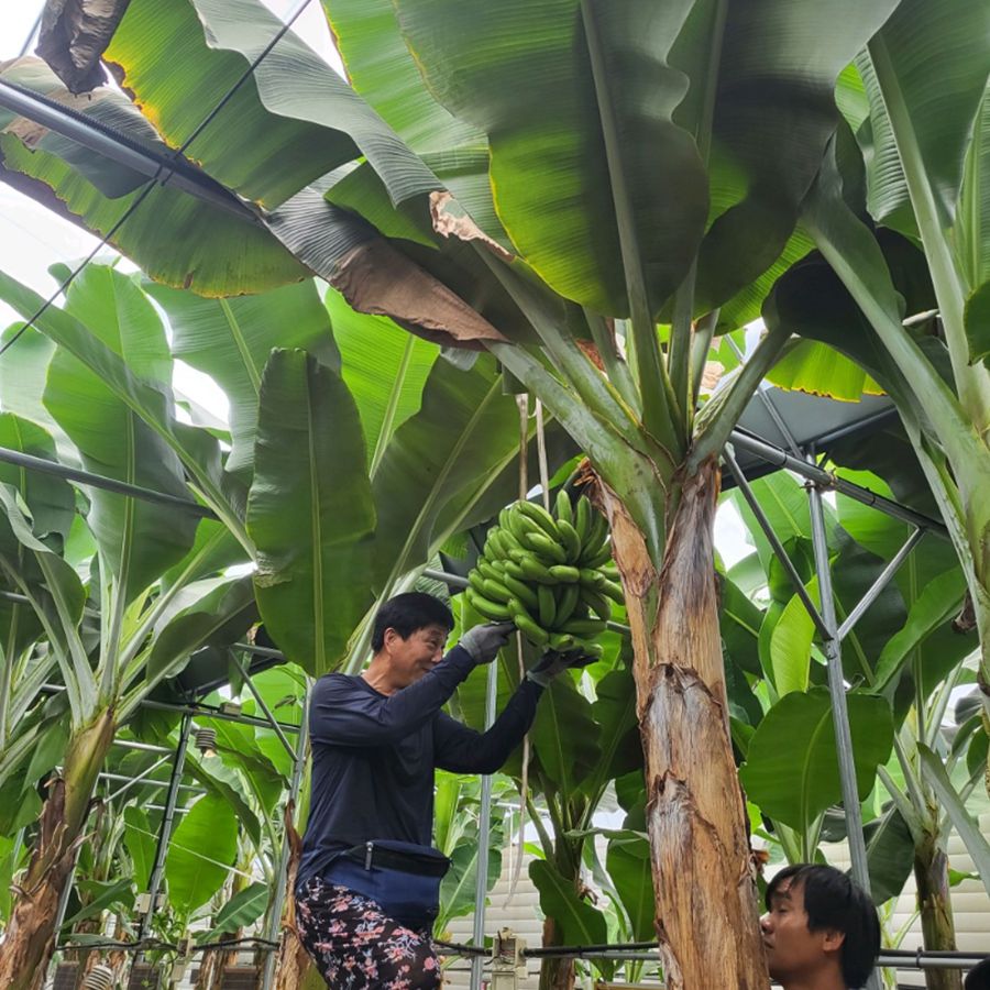 큰삼촌농촌체험