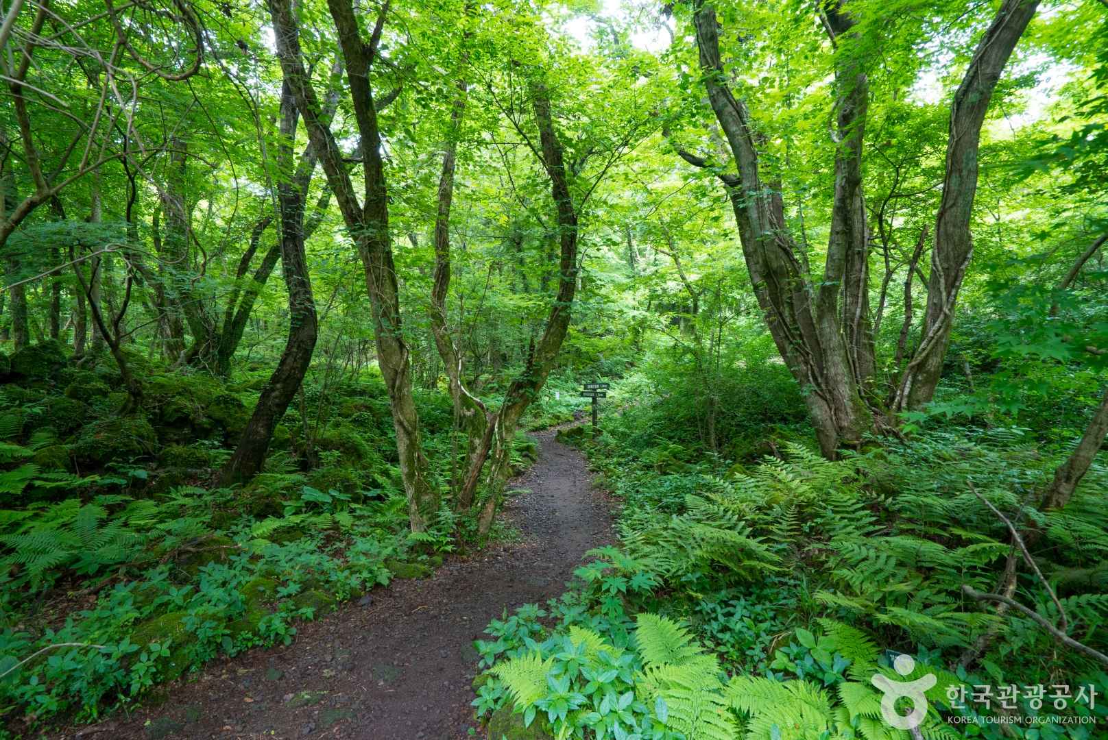 제주 교래자연휴양림