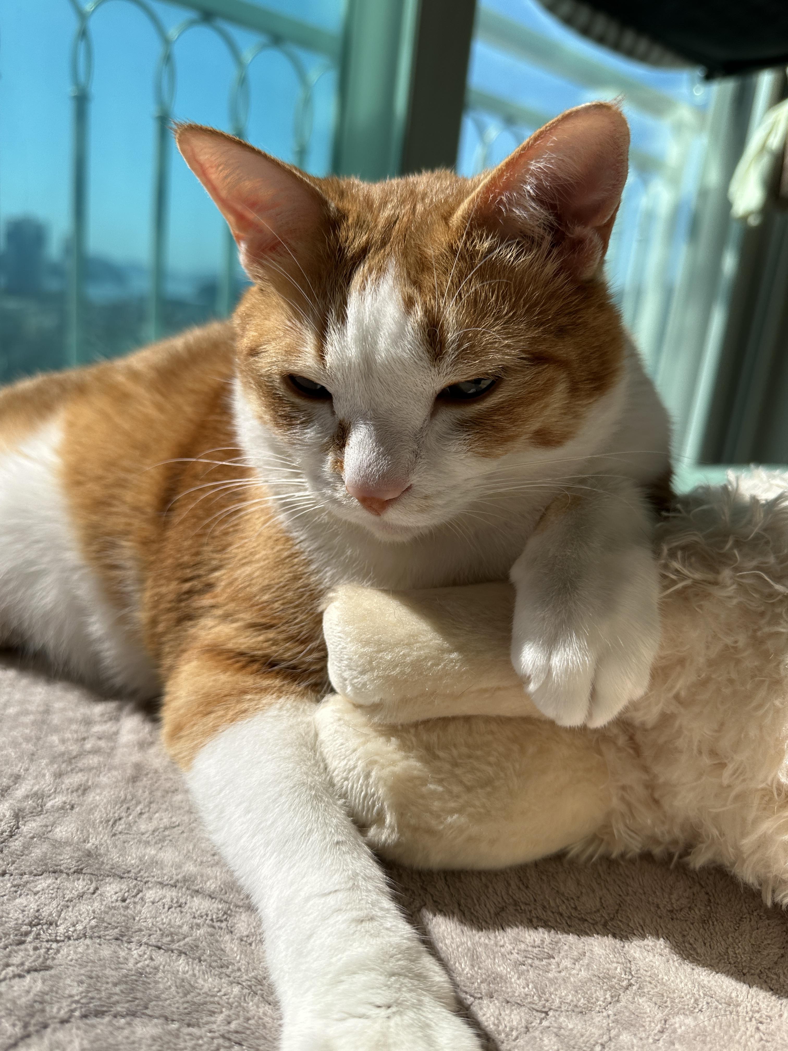 햇살을_등진_덕분에_눈뜨기가_조금은_편해진_호야