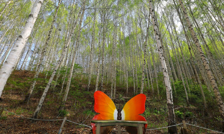 인제 자작나무숲