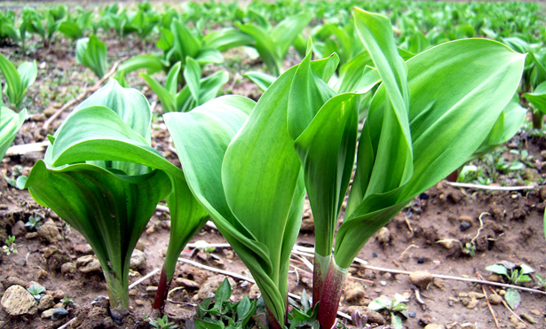 명이나물&amp;#44;산마늘 손질법&amp;#44; 효능과 부작용 