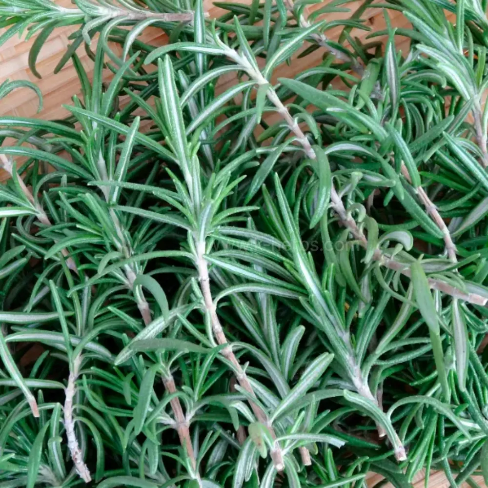 막 수확한 신선한 로즈마리