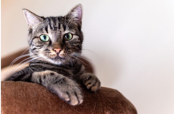 고양이와 함께하는 집 꾸미기: 캣리어 공간 만들기