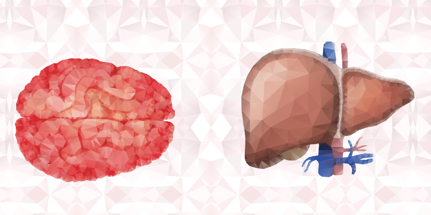 뇌와 간의 그림