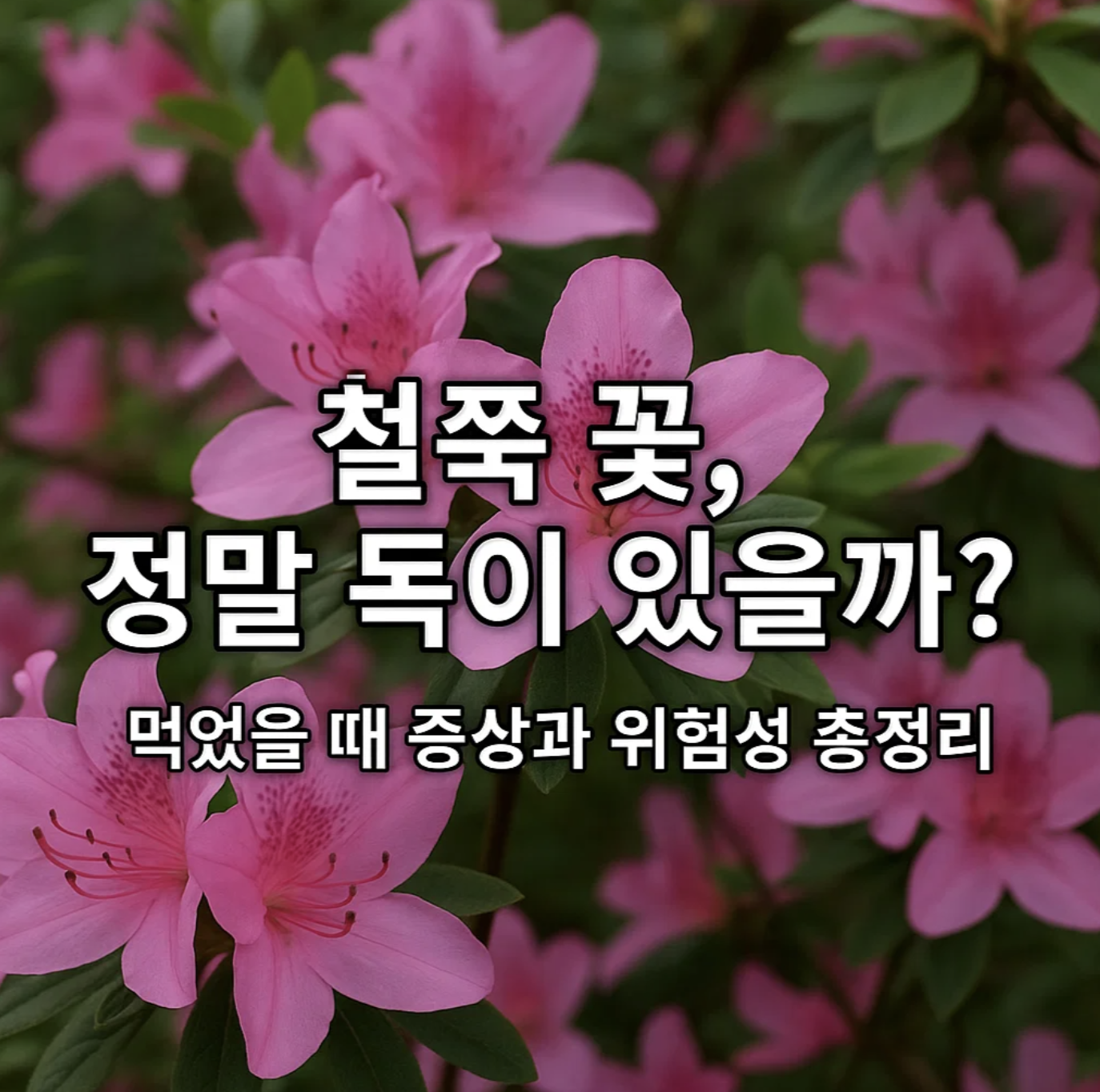 철쭉 꽃, 정말 독이 있을까? 먹었을 때 증상과 위험성 총정리