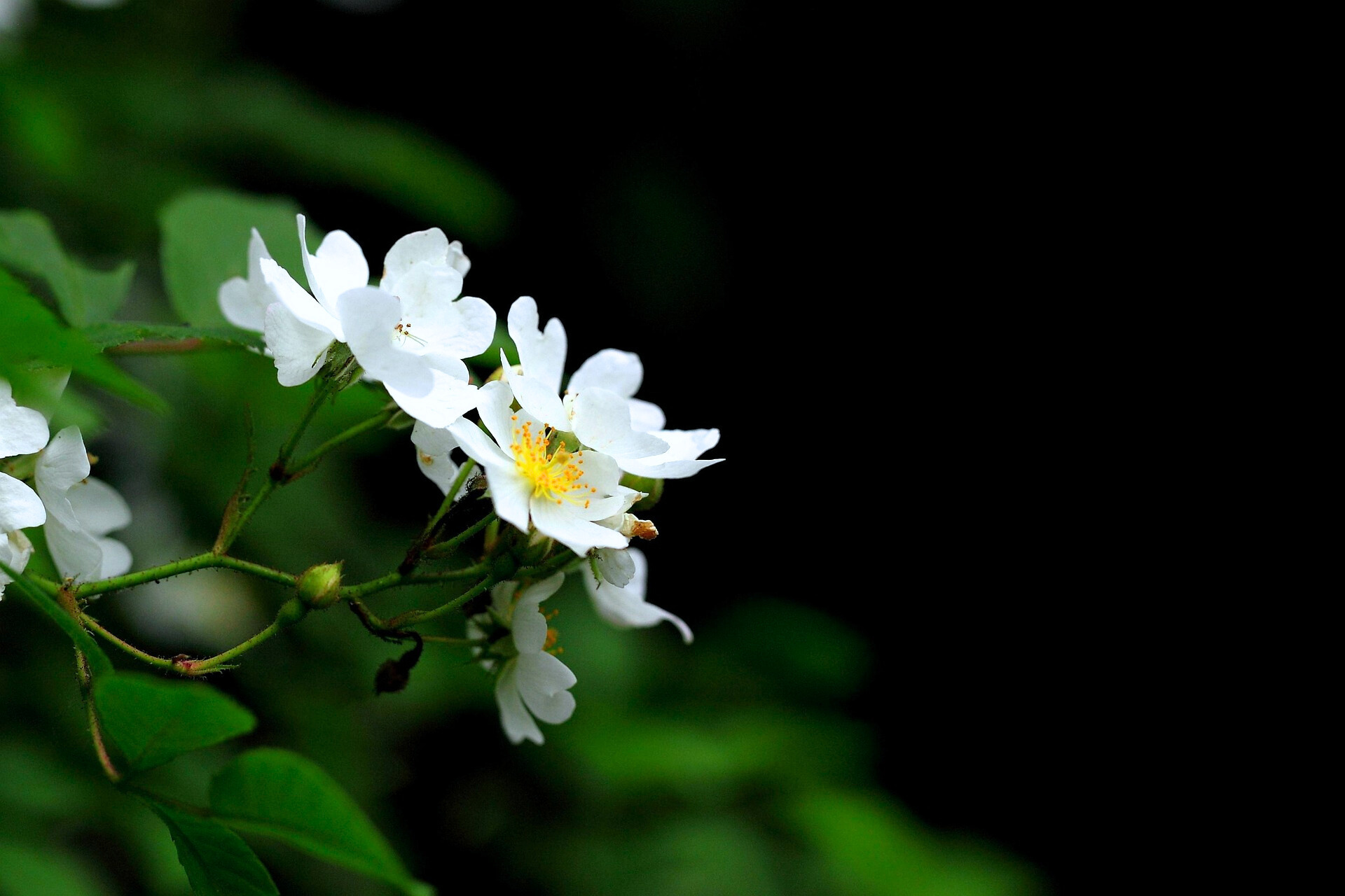 찔레꽃 관련 사진