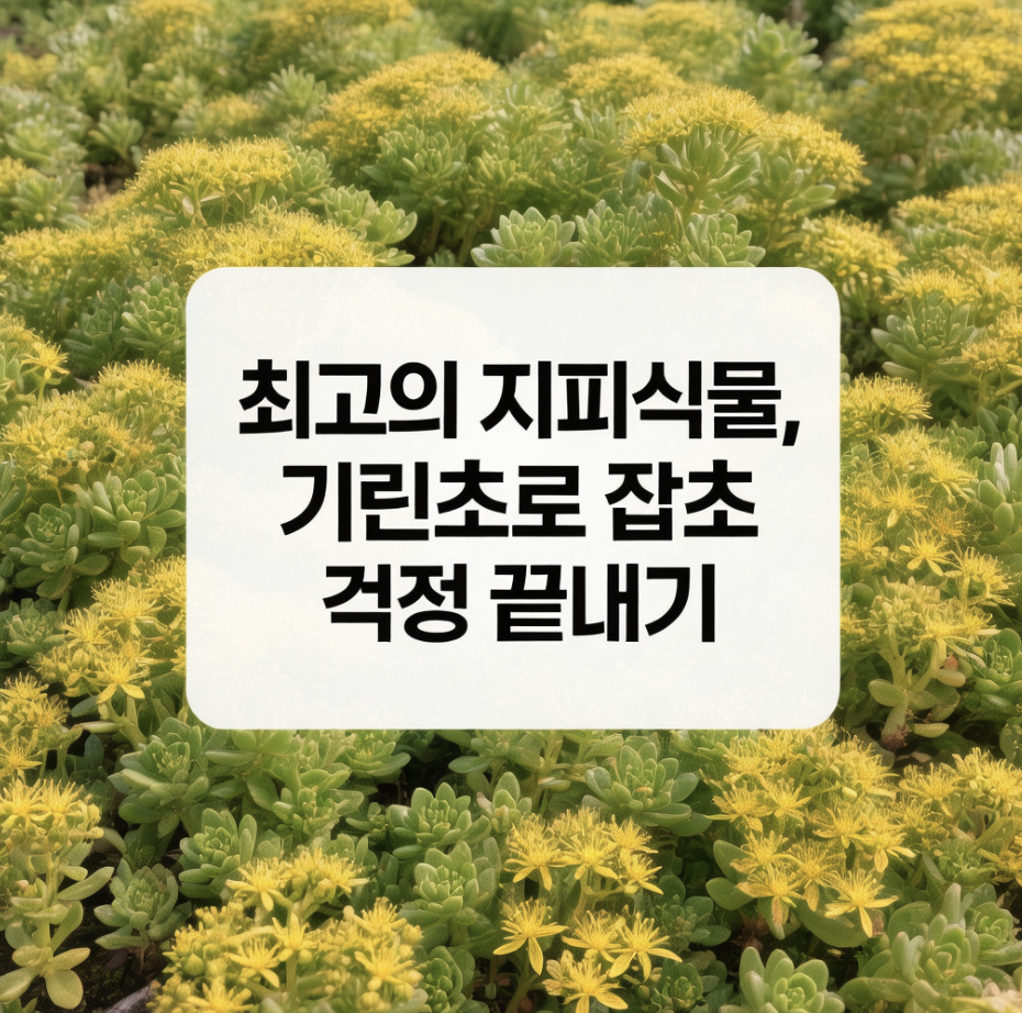 최고의 지피식물, 기린초로 잡초 걱정 끝내기