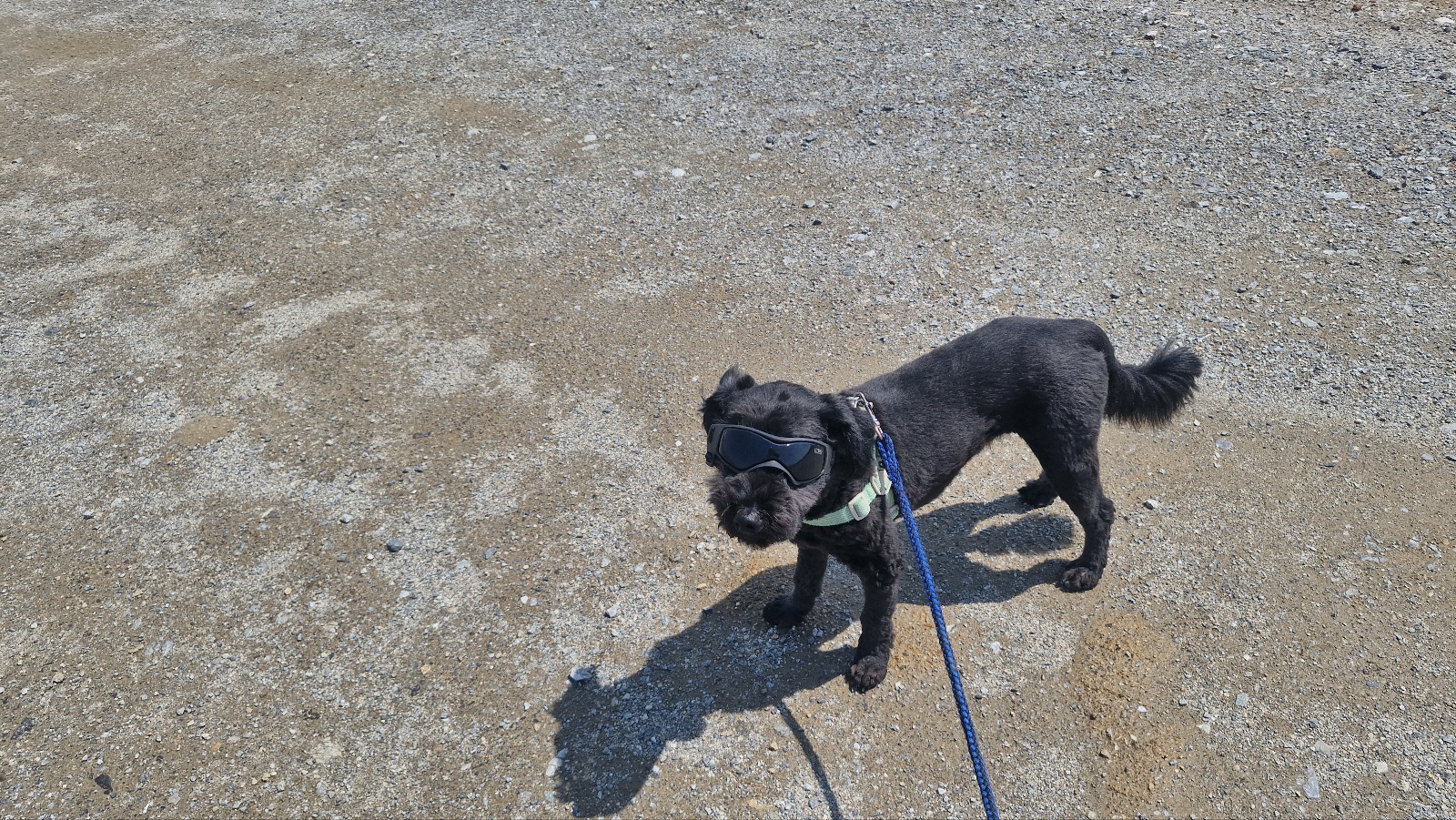 자연식 vs 화식&amp;#44; 털빠짐 관리 적합성 비교 (자연식&amp;#44; 화식&amp;#44; 영양)