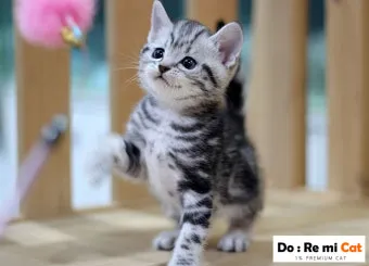 아메리칸숏헤어 고양이 유전병 털빠짐 가격 특징_10