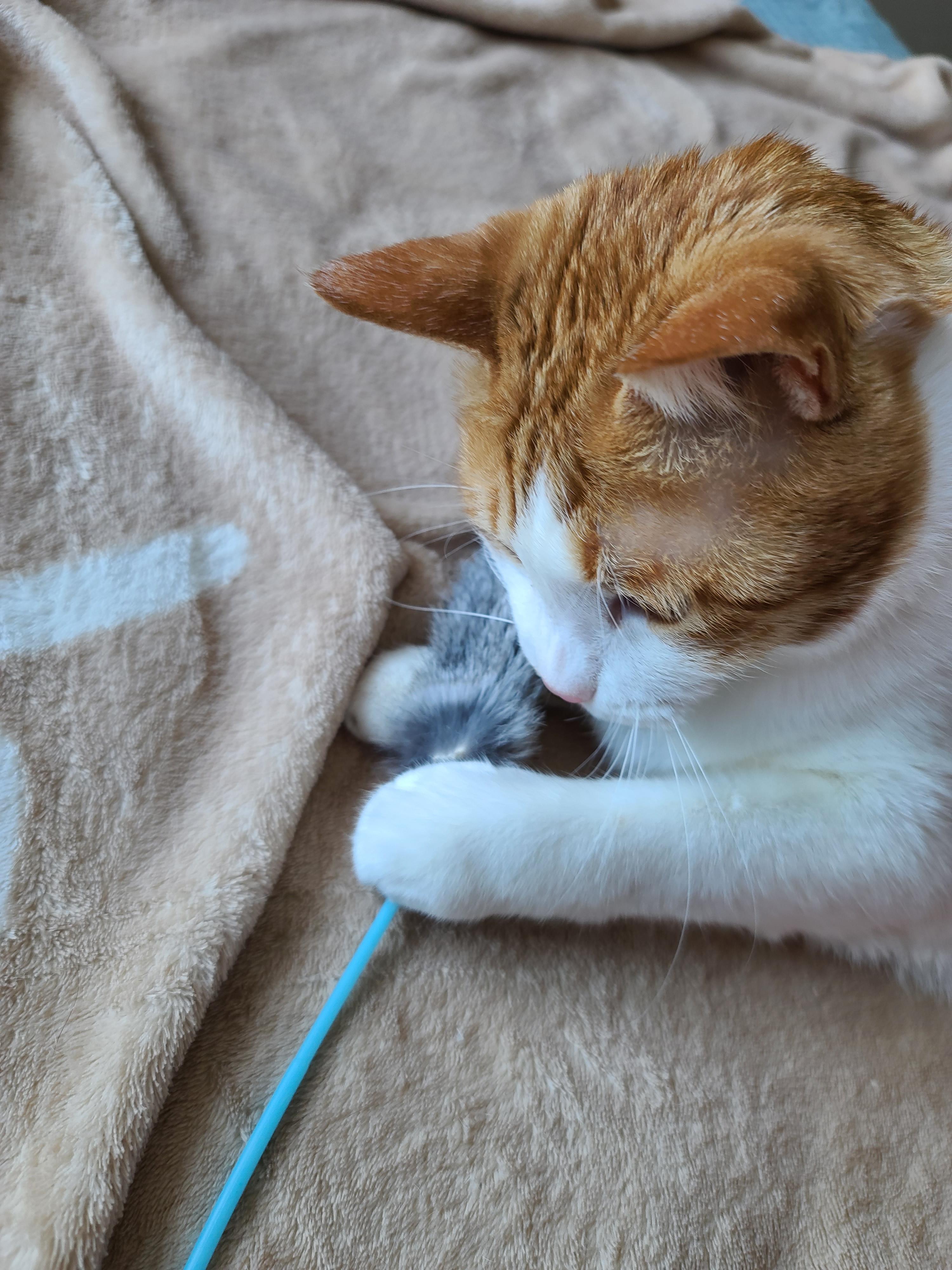 고양이 수염의 역할. 우리집 고양이들의 사냥할때 수염 모양새. 수염발사!! 사진귀여움 주의!