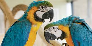 강원도 홍천 알파카월드